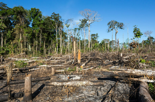 Produtor � condenado a pagar R$ 155 mil por desmatamento ilegal em Parana�ta