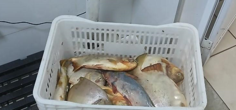 Sema e PM apreendem 13,8kg de pescado irregular durante o Carnaval em Bar�o de Melga�o