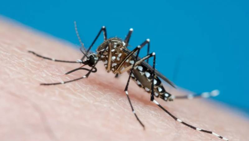 Dengue e chikungunya: especialistas alertam grupos mais vulner�veis ​​em MT