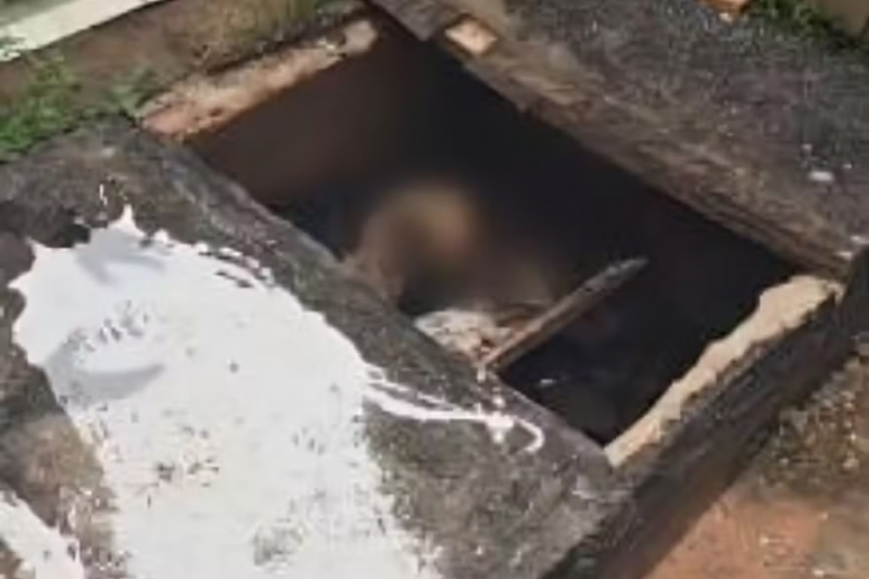 Cabe�a de porco e corpo esquartejado s�o encontrados em t�mulo violado em MT