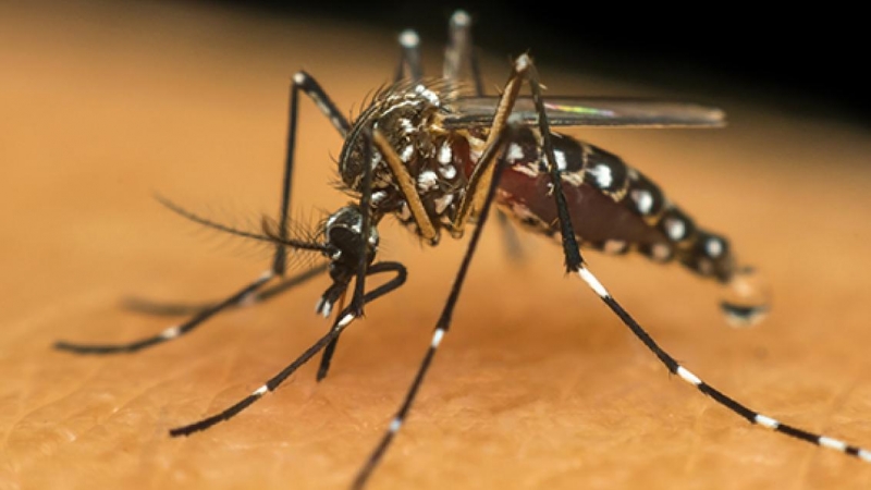 Mais de 80% dos im�veis vistoriados em Cuiab� t�m criadouros do Aedes aegypti, aponta levantamento