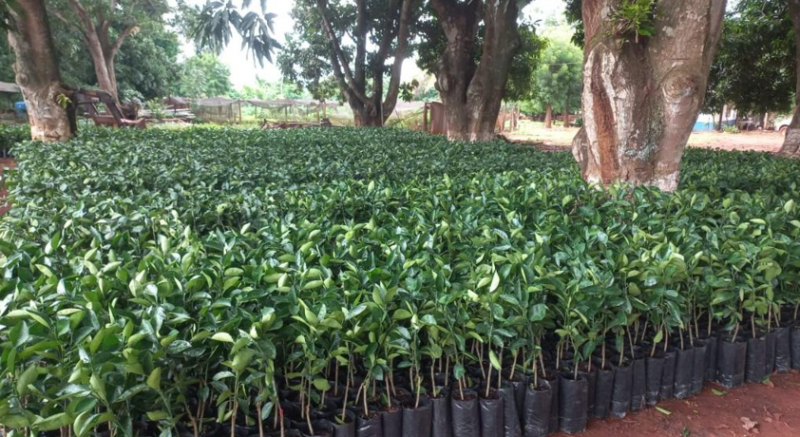 Governo de MT distribui 170 mil mudas c�tricas para pequenos produtores de 47 munic�pios