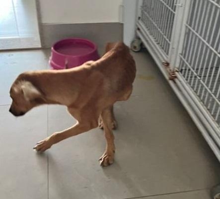 Pol�cia Civil indicia funcion�rios de fazenda por abandono de cerca de 50 c�es em rodovia