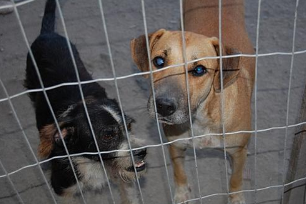  MP notifica Prefeitura de gua Boa para construo de canil municipal e aes de proteo animal