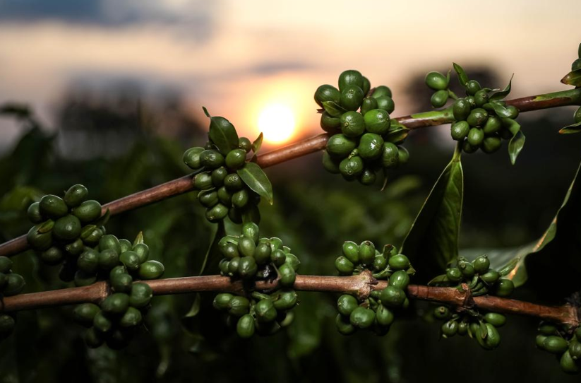 Pesquisa de MT aponta potencial de nanotecnologia no caf� verde como inova��o nas ind�strias cosm�tica e aliment�cia