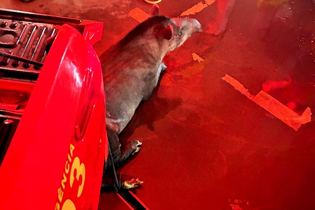 Corpo de Bombeiros realizou 933 resgates de animais silvestres e dom�sticos em MT