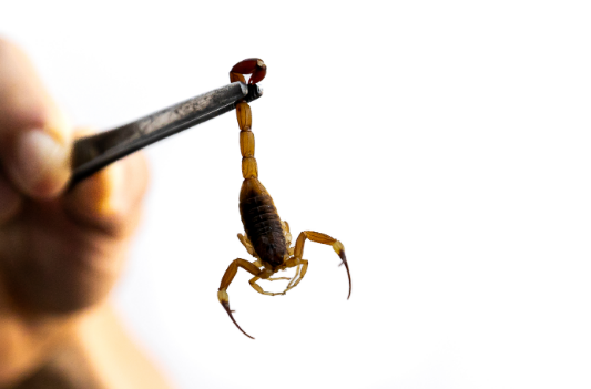 Acidentes com animais pe�onhentos aumentam mais de 60% em 2025