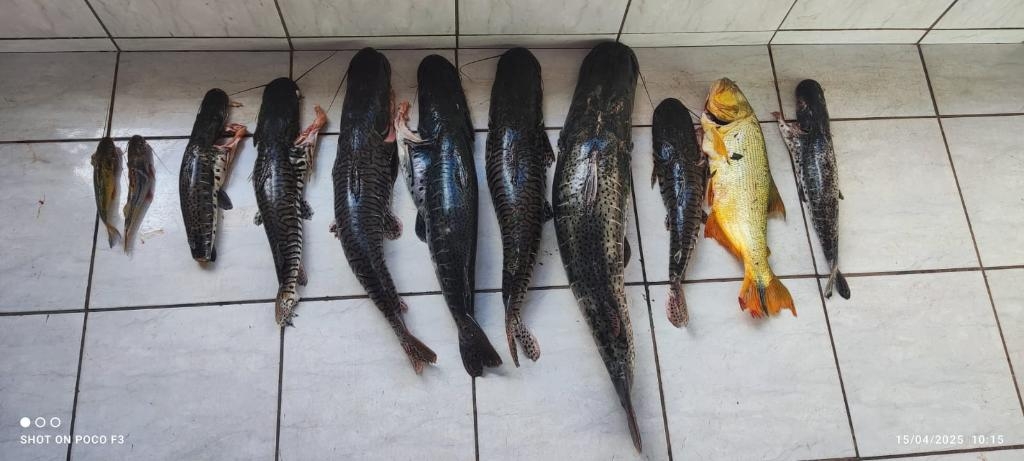 PM apreende 80 quilos de pescado irregular e prende dupla por crime ambiental em zona rural