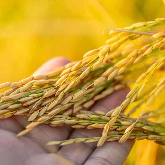 Arroz importado chegar em at 40 dias, estima ministro da Agricultura