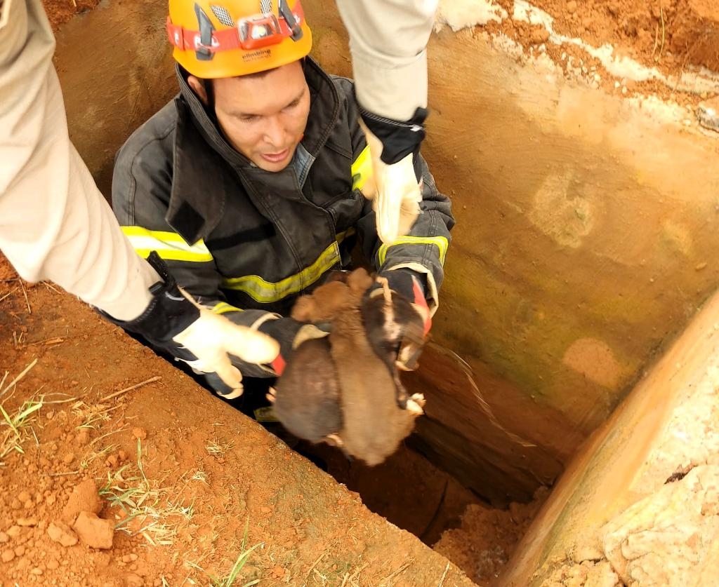 Filhotes de c�o abandonados em bueiro s�o resgatados pelos bombeiros