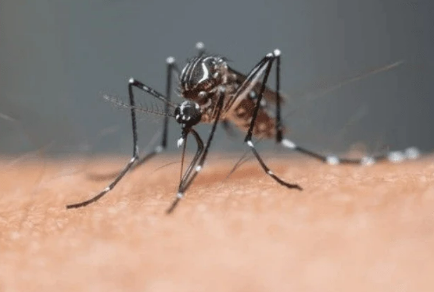 Brasil registra mais de 1 milho de casos provveis de dengue em 2025