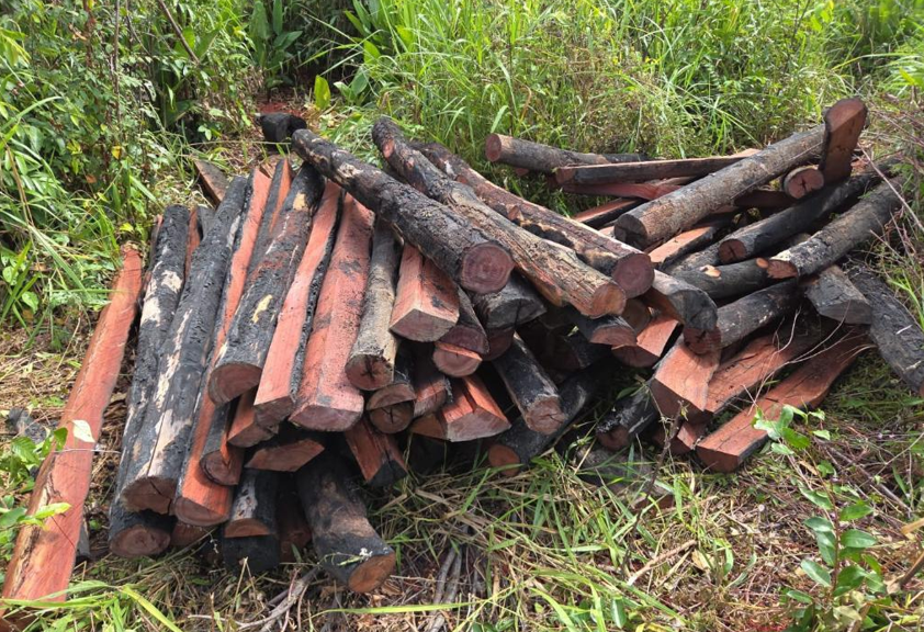 Pol�cia Civil prende caminhoneiro e apreende carregamento de Pau Brasil ilegal em Confresa