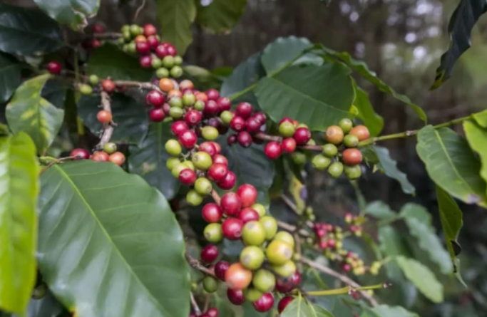 Produ��o de caf� no Brasil deve crescer 2,7% em 2025