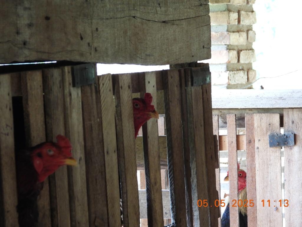 Pol�cia Civil resgata animais e desarticula rinha de galo em Barra do Bugres