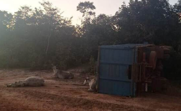 Motorista morre ap�s caminh�o carregado de gado tombar
