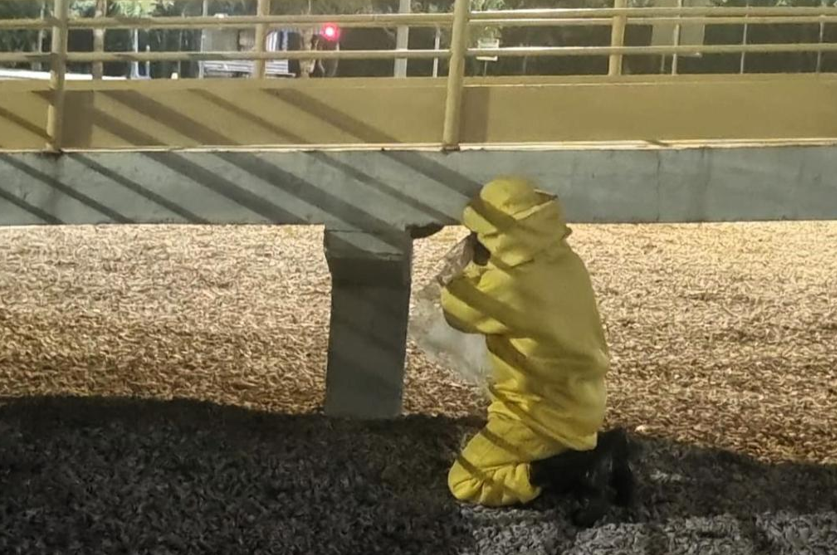 Bombeiros capturam abelhas e resgatam gato preso em �rvore de cinco metros