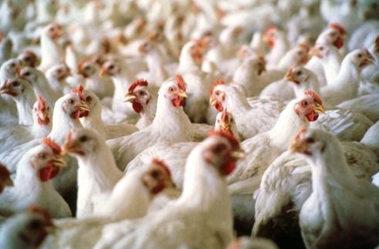 China, UE e Argentina suspendem importa��o de frango brasileiro