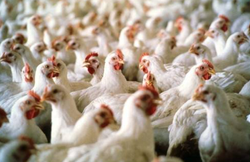 M�xico suspende importa��es de frango do Brasil ap�s caso de gripe avi�ria