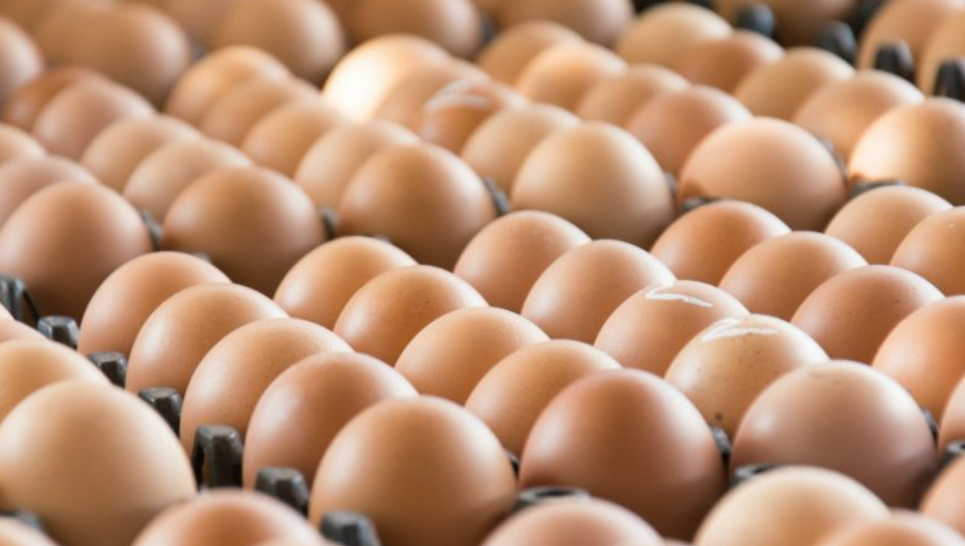 Ovos de granja com foco de gripe avi�ria s�o destru�dos em tr�s estados