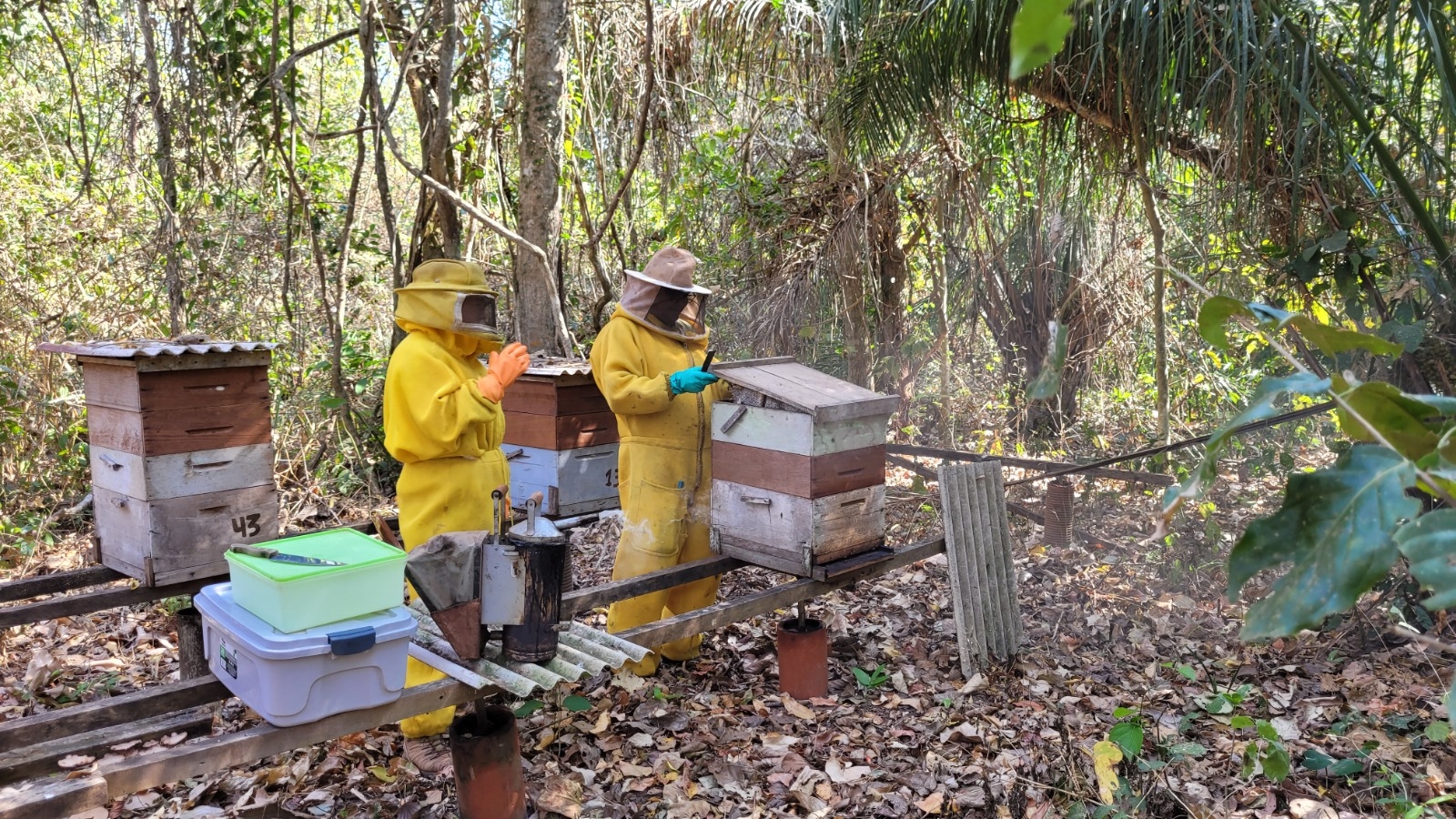 Apicultura em Mato Grosso ganha for�a na agricultura familiar com apoio do Governo do Estado