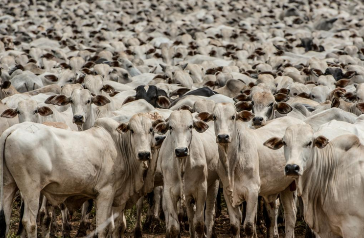 Mato Grosso ser� reconhecido internacionalmente com certifica��o in�dita de zona livre da febre aftosa sem vacina��o