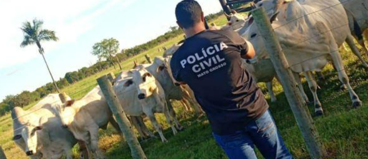 Pol�cia Civil identifica receptadores e recupera 20 vacas furtadas de fazenda em S�o F�lix do Araguaia