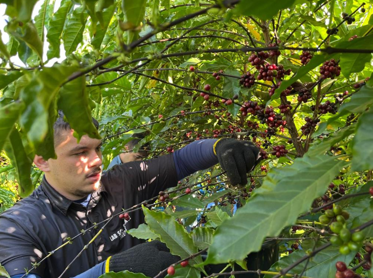 Valida��o de novos clones aponta caminhos para a produ��o de caf�s especiais em MT