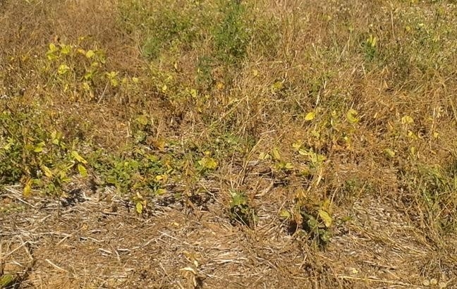 Vazio sanit�rio da soja come�a hoje (8) em MT