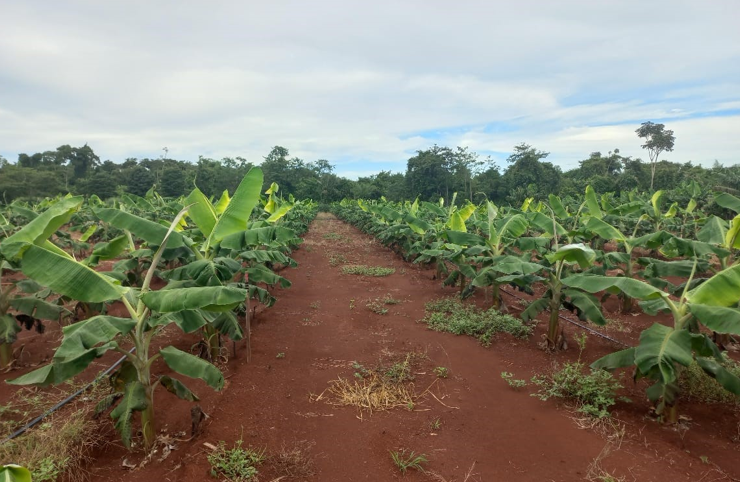 Seaf e Empaer promovem Dia de Campo sobre cadeias de valor da agricultura familiar em MT