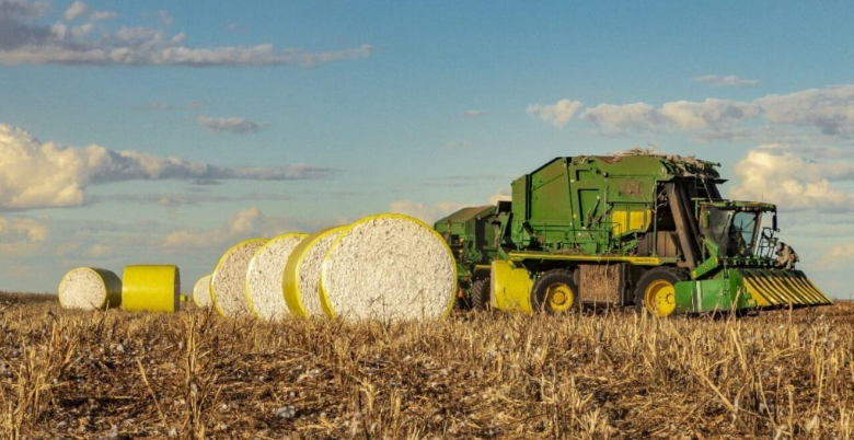 Algod�o: Mato Grosso � respons�vel por dois ter�os das exporta��es brasileiras 