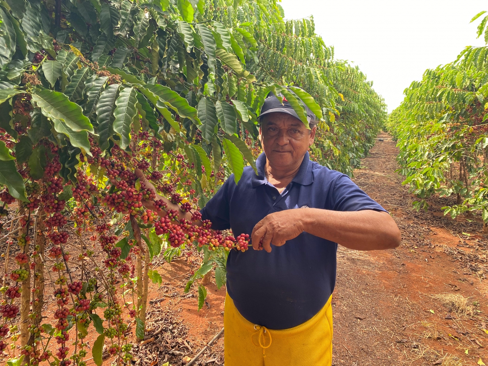 Poliniza��o por abelhas eleva produtividade do caf� em �rea experimental da Empaer