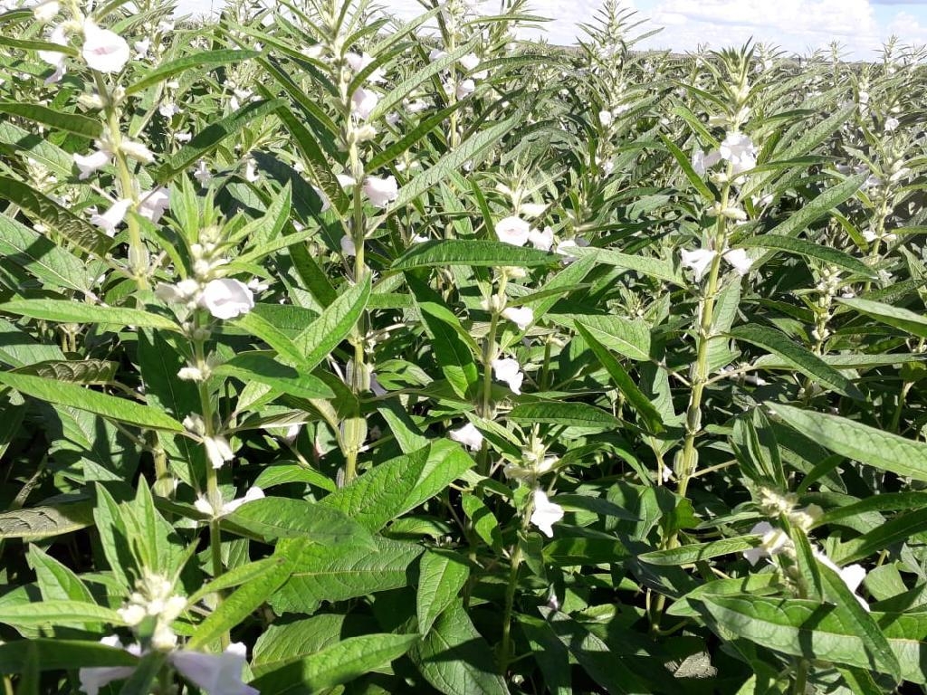 Pulses ganham for�a como terceira safra e prometem rentabilidade maior que milho e soja em MT