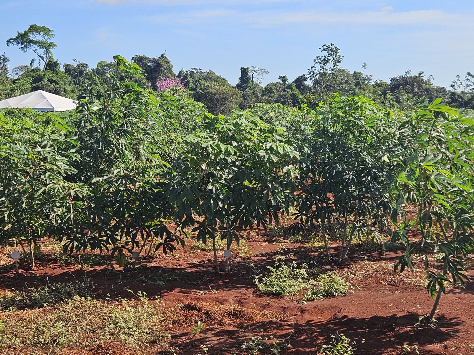  Governo de MT investe em pesquisa com mandioca para fortalecer a agricultura familiar