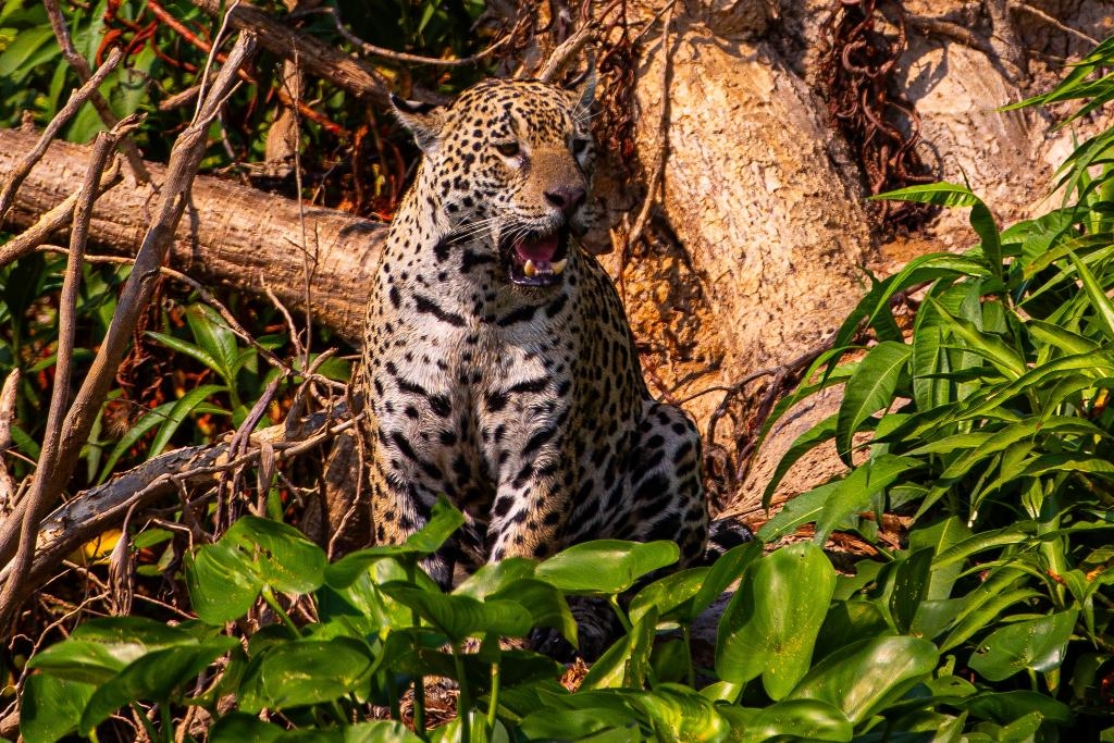 Conselho aprova campanha internacional para posicionar Pantanal como destino de saf�ri