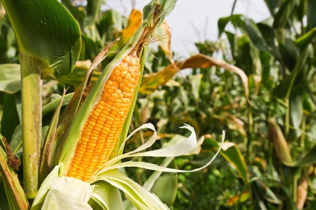 Mato Grosso lidera safra recorde de milho safrinha e impulsiona produ��o nacional a 150,3 milh�es de toneladas