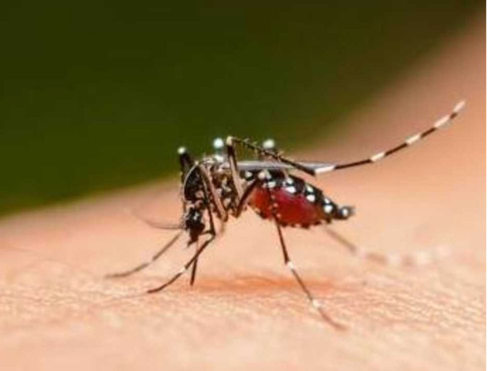 MINIST�RIO DA SA�DE EMITE ALERTA POR CASOS DE ABORTOS E MICROCEFALIAS RELACIONADOS A FEBRE OROPOUCHE NO BRASIL