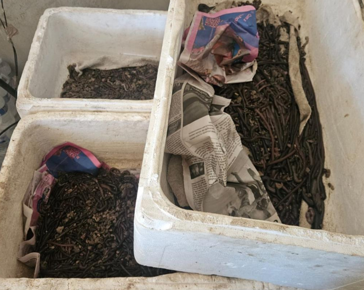 Opera��o realizada em Cuiab� e Santo Ant�nio de Leverger apreende 2,8 mil unidades de iscas vivas