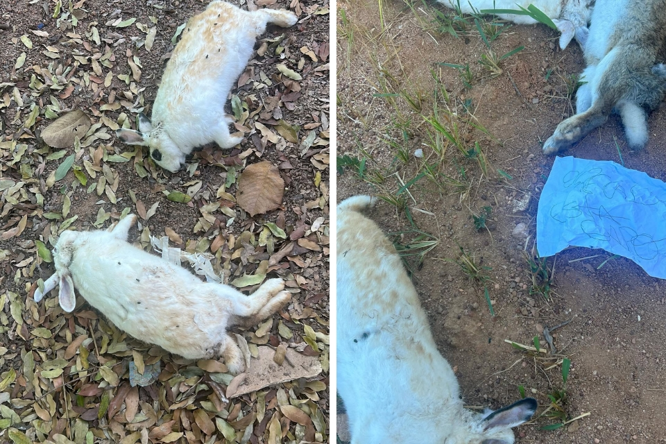 Coelhos usados em terapia na Apae em Peixoto de Azevedo s�o mortos com requintes de crueldade