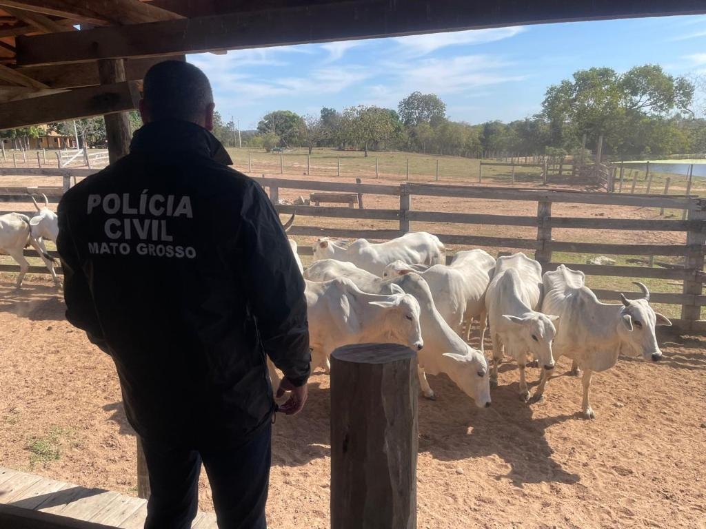 Pol�cia Civil deflagra opera��o para apurar roubo de 90 cabe�as de gado em fazenda em Cuiab�