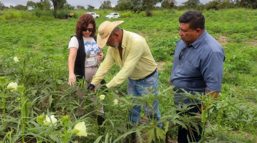 Semana de visitas t�cnicas valoriza agricultura familiar em V�rzea Grande